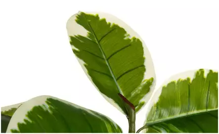 Viherkasvi Kumipuu 60cm 4LIVING - Tekokukat - 187503 - 2