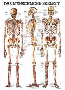 Kartta Anatominen Rankamalli - Physiotherapy and rehabilitation - 169346 - 1